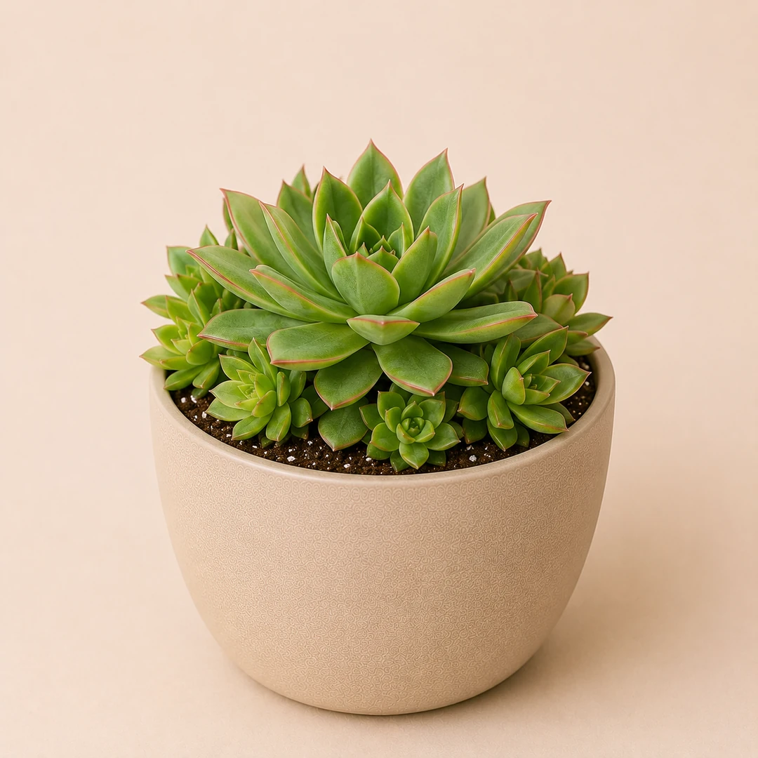 Laxmi Succulent